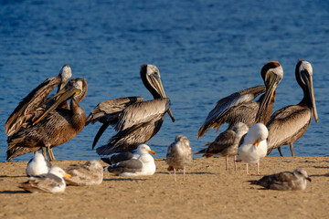 Flock of brown pelicans and seagulls on the beach