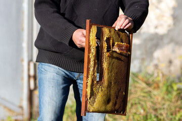 The beekeeper cuts out part of the honeycombs with honey from the frame with honeycombs with honey.