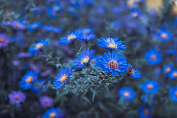 a close up of a blue flower