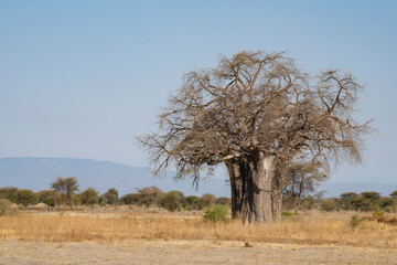 A Baobab Tree in Tanzania