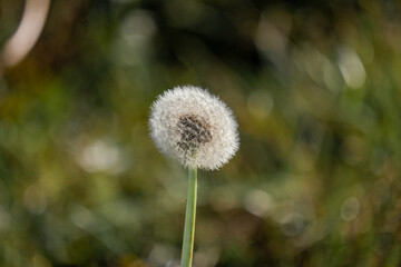 dandelion closeup