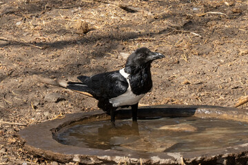 A Pied Crow in Tanzania