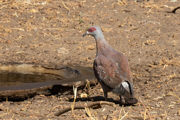 A Speckled Pigeon in Tanzania