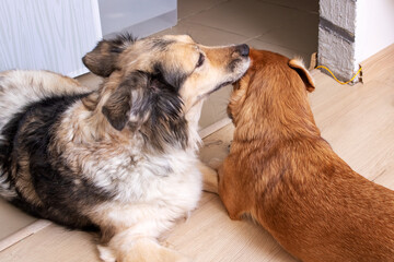 A dog licks another dog's ear closeup