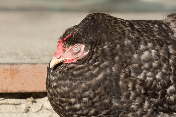Sick chicken in natural eco farm. Hens at agriculture farm. Animal veterinarian care and ecological farming concept.