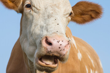 Portrait of cow. Funny face of cow's nose and mouth. Insects cling to the nostrils of cattle.