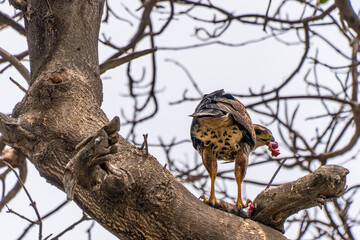 Harris's hawk enjoying lunch
