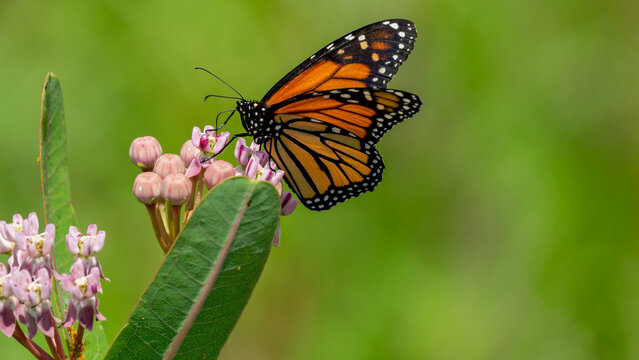 Monarch Butterfly Feeding on Common Milkweed