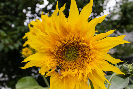 image of yellow sunflower and bumblebee