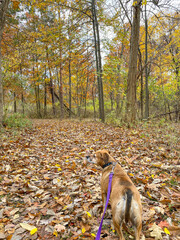 Walking a dog in the woods during autumn with orange and yellow leaves on the trail