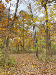Hiking trail through the woods on beautiful autumn day