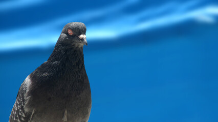 half body of a pigeon looking at the camera