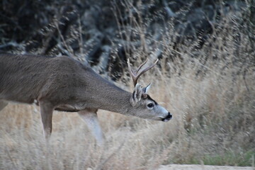 deer in the forest