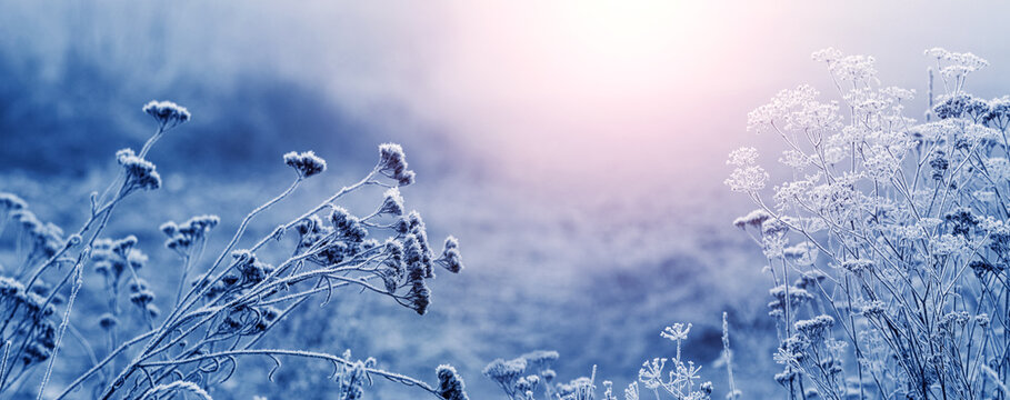Atmospheric winter view with dry plants covered with frost in the morning during sunrise