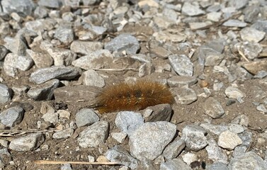 Woolly bear caterpillar on gravel