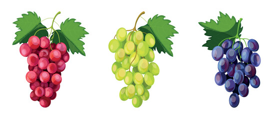 Set of various grapes in cartoon style. Vector illustration of bunches of blue, red, green grapes with leaves on white background.