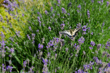 Old World Swallowtail or common yellow swallowtail (Papilio machaon) sitting on lavender in Zurich,...