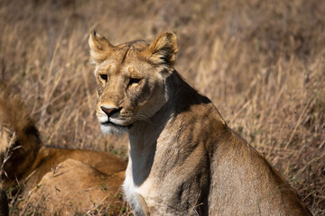 portrait of lioness looking in the distance for pray