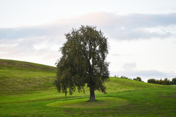 tree in the field
