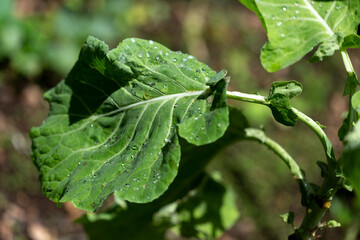 cabbage leaf with raindrops, organic product straight from the farm, photo with selective focus