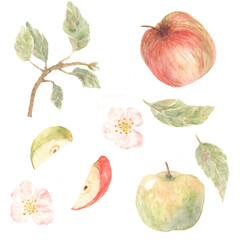 Set of Red and Green Apples with Leaves and Blossom. Handcrafted Watercolor Illustration. Tender Botany for Wallpaper, Stickers, Banner, Textile, Postcard or Wrapping Paper