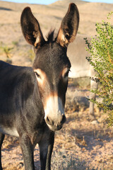 Wild burro small brown donkey walks along the scrub brush within the Mojave desert in search of food pauses to look at camera