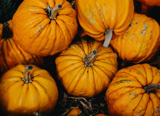 orange pumpkin background