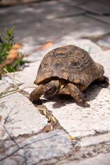 turtle moving on the stone