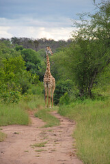 giraffe in the savannah © Silvia