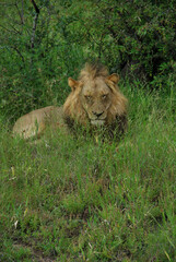 Naklejka premium lion in the savanna