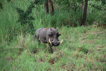 Naklejka premium warthog in the wild