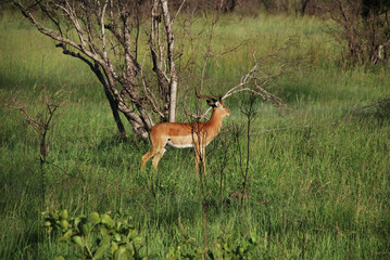 impala in the savannah