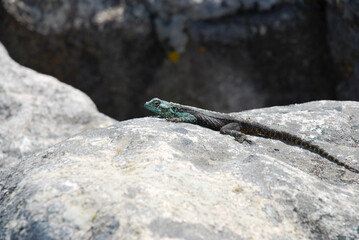 lizard on rock