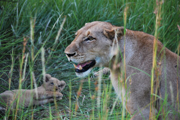 Fototapeta premium lioness and cub
