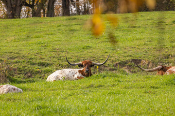 Naklejka premium Texas longhorn bull laying in a green pasture in Amish country, Ohio