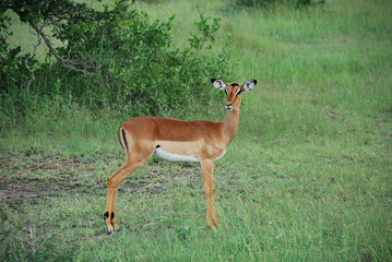 impala in the savannah