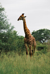 giraffe in the savannah