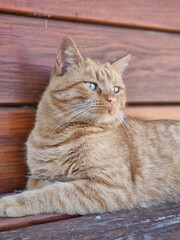 Fototapeta na wymiar portrait of a red cat