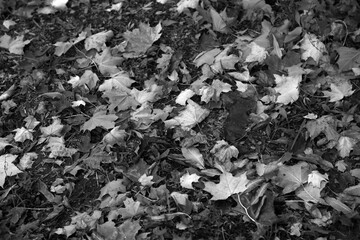 Autumn leaves on the ground in black and white