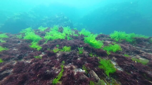 Underwater landscape. Algae of the Black Sea. Camera movement between rocks underwater. Green and red algae on the rocks on the seabed. Black Sea