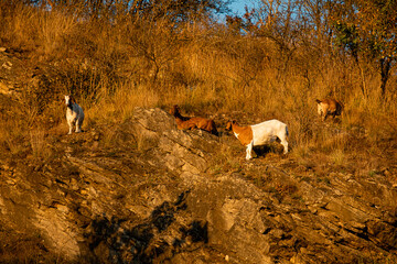 a group of goats standing on top of a dry grass field