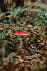 fly agaric amanita grows in the forest under a fern