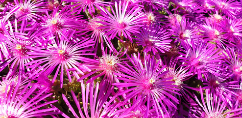 Background of violet flower Carpobrotus or Delosperma.