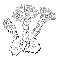 Tussilago. Coltsfoot tussilago farfara - medicinal plant