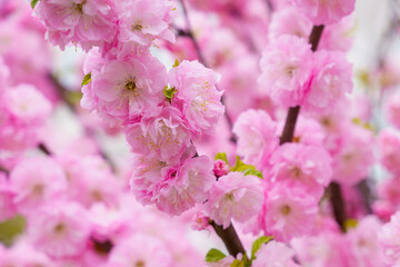 Flowers on a branch of sakura tree with selective focus on a blurred background. Defocused backdrop copy space