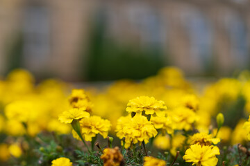 Blooming yellow marigolds, flower bed with selective focus and blurred background as copy space