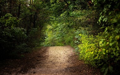 Green foliage with forestal path angle shot