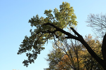 Obraz premium Trees in the park on a sunny day