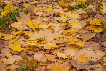 Brown and orange autumn leaves background. Outdoor. Colorful backround image of fallen autumn leaves perfect for seasonal use. Space for text.