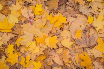 Brown and orange autumn leaves background. Outdoor. Colorful backround image of fallen autumn leaves perfect for seasonal use. Space for text.